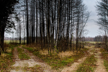  A roadblock in the autumn forest