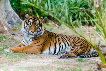 Deurstickers tiger in the jungle © Hristo Shanov