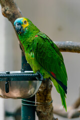 blue and yellow macaw