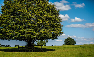 albero di pianura