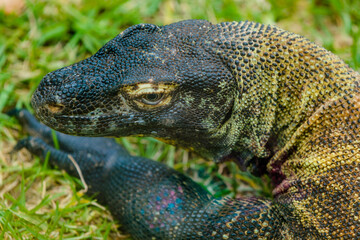 close up of a lizard