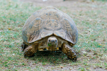 turtle on the ground