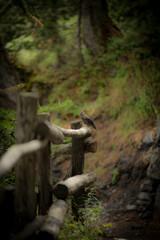 uccelli sul sentiero