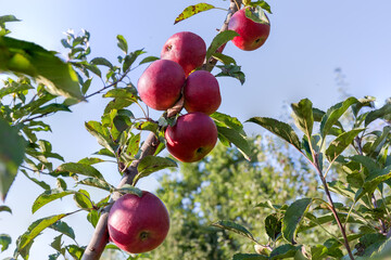 Apple branch with red apples in orchard against the sky