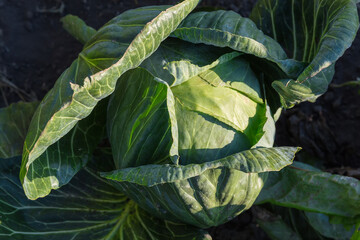 Head of the late white cabbage on field, close-up