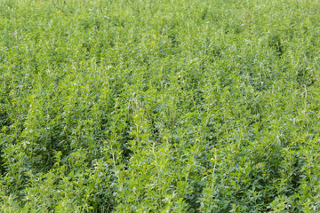 Fototapeta na wymiar Alfalfa grown up after the previous mowing on the field
