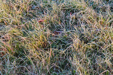 Grass covered with hoarfrost on glade in autumn morning