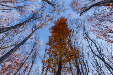 Beech trees with partly fallen autumn foliage against the sky
