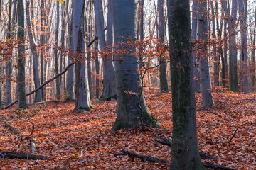 Autumn beech forest with almost completely fallen foliage