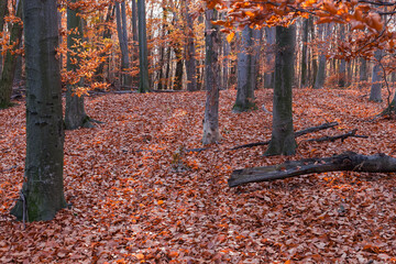 Fototapeta na wymiar Autumn beech forest with almost completely fallen foliage