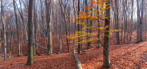 Autumn beech forest with almost completely fallen foliage