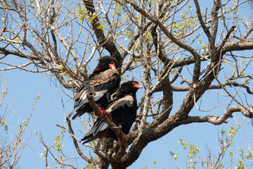A pair of bateleur eagles - Terathopius ecaudatus - sitting on the branch of a tree. Location: Kruger National Park, South Africa.