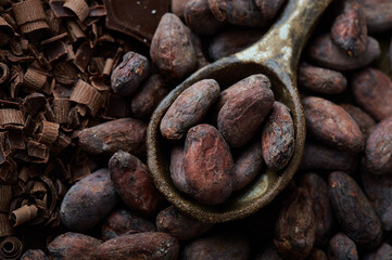 Cocoa beans on a background top view close up