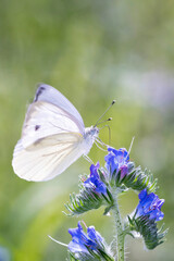 Large White Butterfly - Pieris brassicae - on viper's bugloss - Echium vulgare