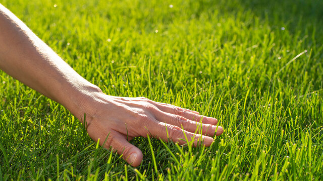 Touching Grass Images – Browse 90 Stock Photos, Vectors, and Video