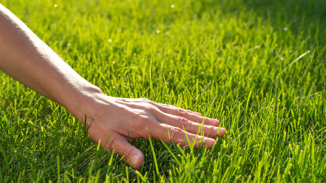 Person touching grass - Stock Image - F012/0423 - Science Photo Library