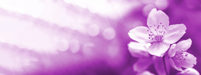 Toned in Velvet Violet banner of jasmine flowers close-up on blurry backdrop and bokeh lights rows.