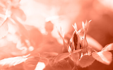 Creative toning in Calming Coral color of image of unopened rosehip buds on blurred backdrop.