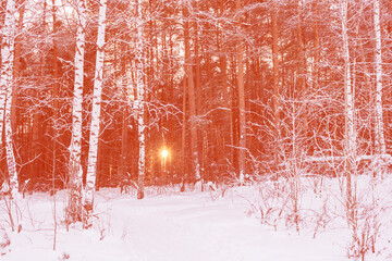Evening sun shining through trees in winter forest. Image toned in Calming Coral color.