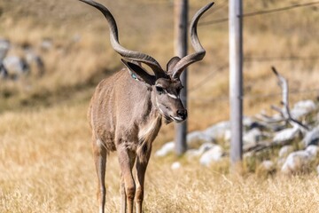 Obraz premium A Greater Kudu in Palm Springs, California