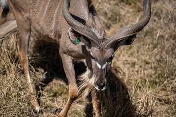A Greater Kudu in Palm Springs, California