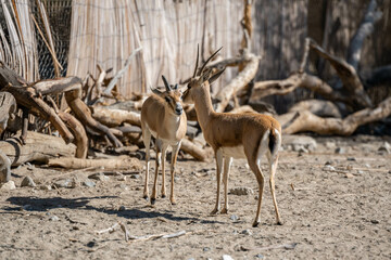 A Rhim Gazelle in Palm Springs, California