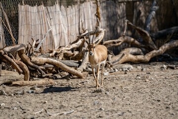 A Rhim Gazelle in Palm Springs, California