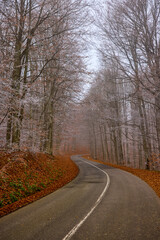 Road through a foggy forest in autumn, in November.