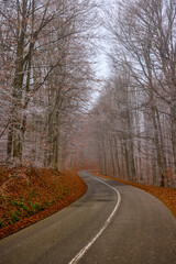 Fototapeta premium Road through a foggy forest in autumn, in November.