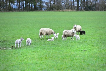 new born lambs
