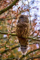 Portrait of a Huhurez (Strix nebulosa) on the branches of a tree in the forest during autumn