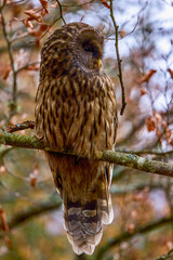 Portrait of a Huhurez (Strix nebulosa) on the branches of a tree in the forest during autumn