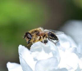 Sunbathing Dronefly