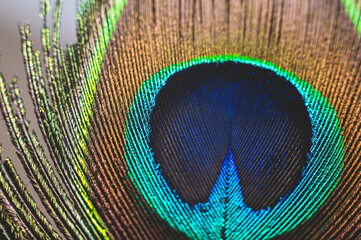 peacock feather close up