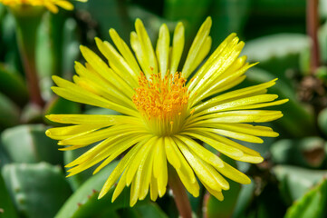 Hereroa Tugwelliae a succulent cactus flowering plant with a yellow flower commonly known as Prince...