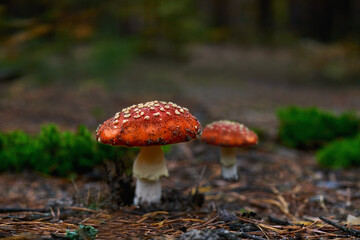 fly agaric or fly amanita in the autumn forest, selective focus. poisonous mushroom.
