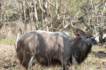 Side profile of a nyala bull - Tragelaphus angasii- browsing for leaves. Location: Kruger National Park, South Africa