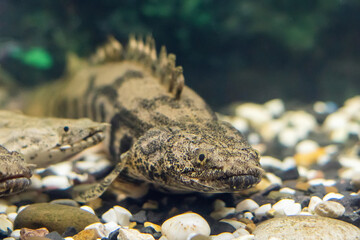 Polypterus delhezi, a species of freshwater fish swimming in the aquarium