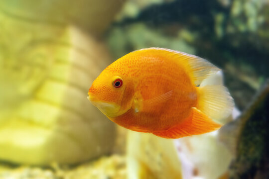 The orange ornamental fish Heros severus Cichlasoma severum swims in the aquarium