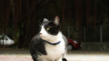 よそ見するネコ