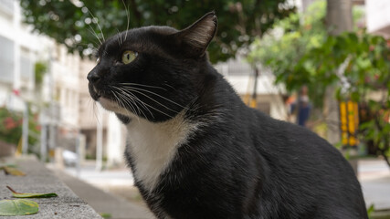 ネコの見る先は？