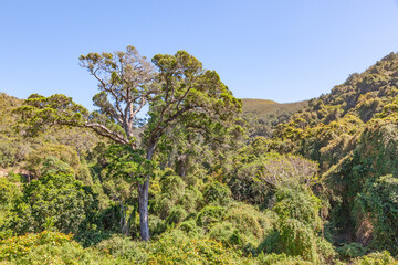Grootrivier Pass Indigenous Forest