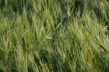Detail of fields of wheat ears, background