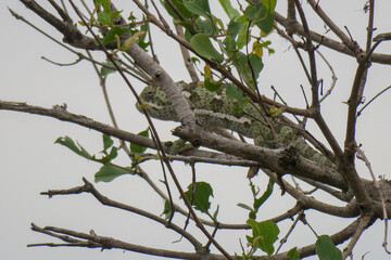 Close up of a Flap Neck Chameleon - Chamaeleo dilepis - camouflaged between leaves on the branch of...