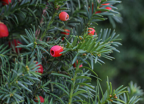 Red yew berries on green needle-like branches. Beautiful autumn natural background