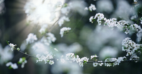 plum branch with white flowers in the park, selective focus, banner