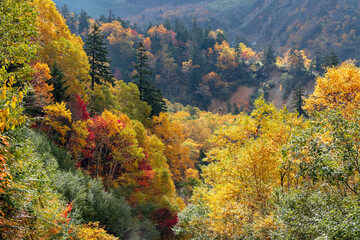 北海道秋の風景　十勝岳連峰の紅葉