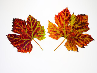 studio picture of colourful vine leafs against a white background