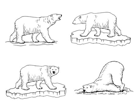 polar bear. Hand drawn illustrations. Vector sketch