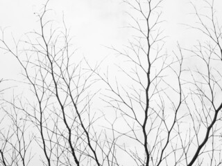 photo of black and white background texture of branches